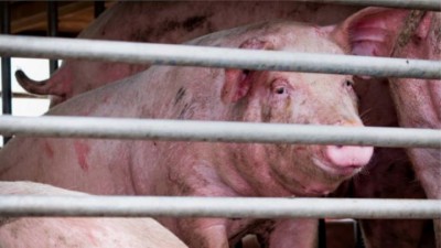 new_virus_from_pig_TwCyRX-1593515194.jpg