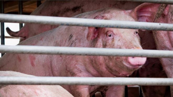 new_virus_from_pig_TwCyRX-1593515194.jpg