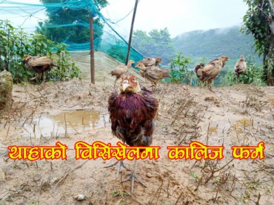 kalij-banner-1598064101.jpg