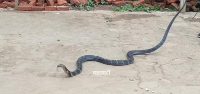 king-cobra7-copy-1598342172.jpg