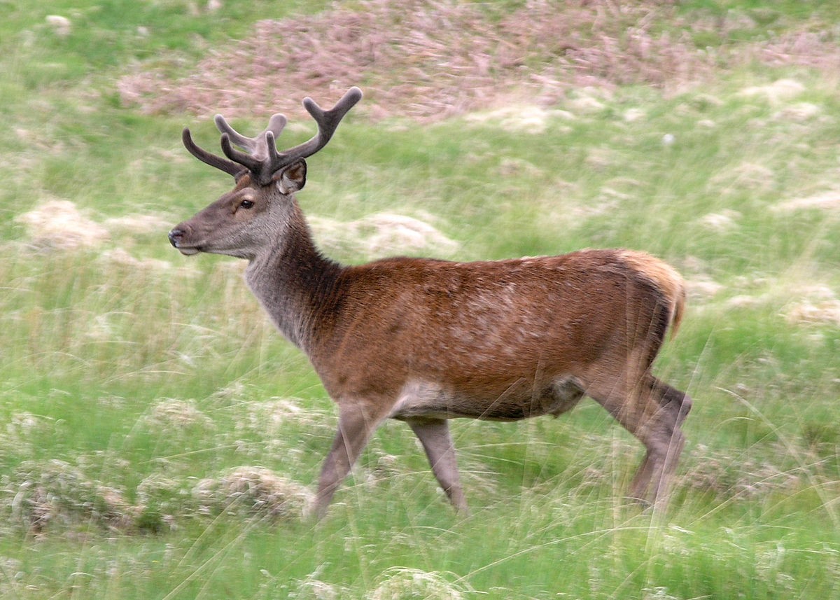 1200px-Deer_in_Glenfinnan-1621424540.jpg