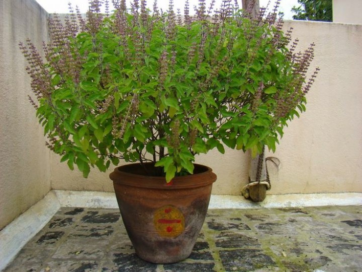 tulsi-1626776323.jpg