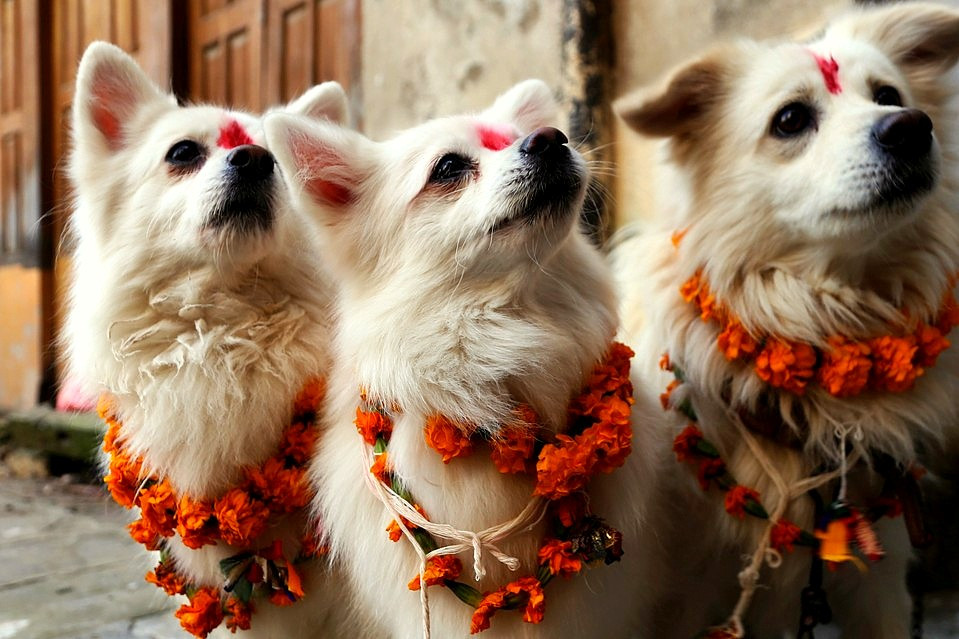 11.10.15-Kukur-Tihar-Fest-1666571501.jpg