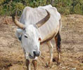 goru-1695302702.jpg