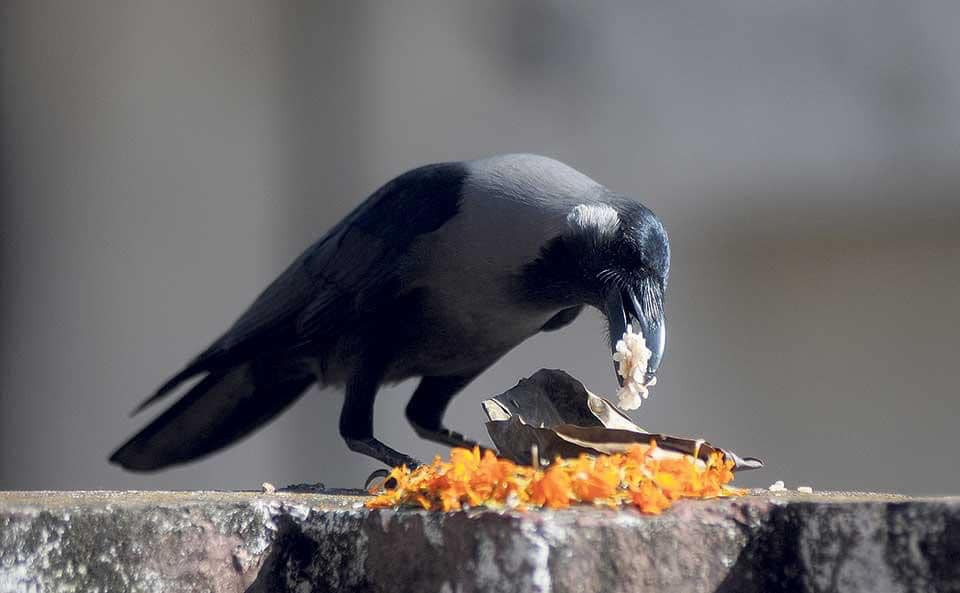 kag-tihar-1699669297.jpg